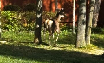 FOTO: Srna prekvapila Južanov v Trenčíne pri detskom ihrisku 
