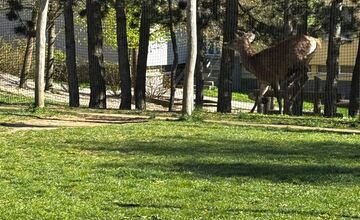 FOTO: Srna prekvapila Južanov v Trenčíne pri detskom ihrisku 