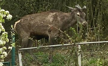 FOTO: Srna prekvapila Južanov v Trenčíne pri detskom ihrisku 