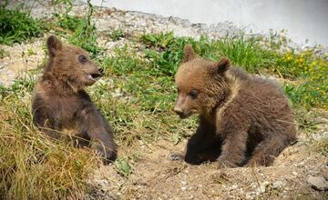 FOTO: Osirelé medvieďatá z Bojníc