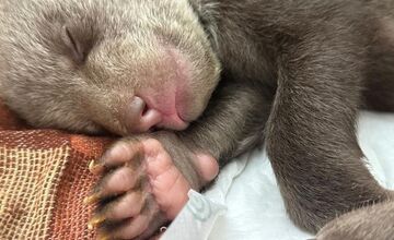 FOTO: Osirelé medvieďatá z Bojníc