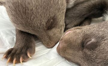 FOTO: Osirelé medvieďatá z Bojníc