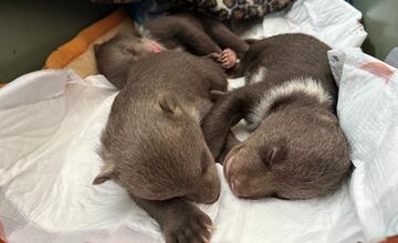 FOTO: Osirelé medvieďatá z Bojníc