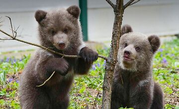 FOTO: Trojici medvieďat sa v ZOO darí