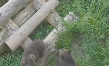 FOTO: Trojici medvieďat sa v ZOO darí