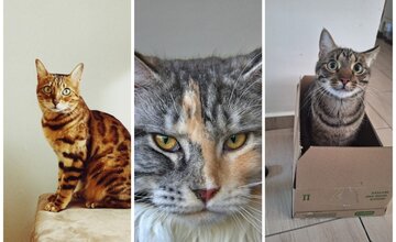 Máš domáceho maznáčika? Otestuj sa, ako dobre poznáš plemená mačiek